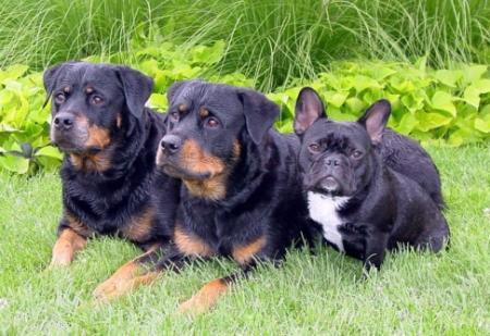 laye et c petite chiens sur g-unit